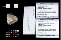 Foto (Objekt + Etikett) von Gastrosacus torosus (Robins, Feldmann & Schweitzer, 2013)  (NHMW-GEO-1990-0041-2660)